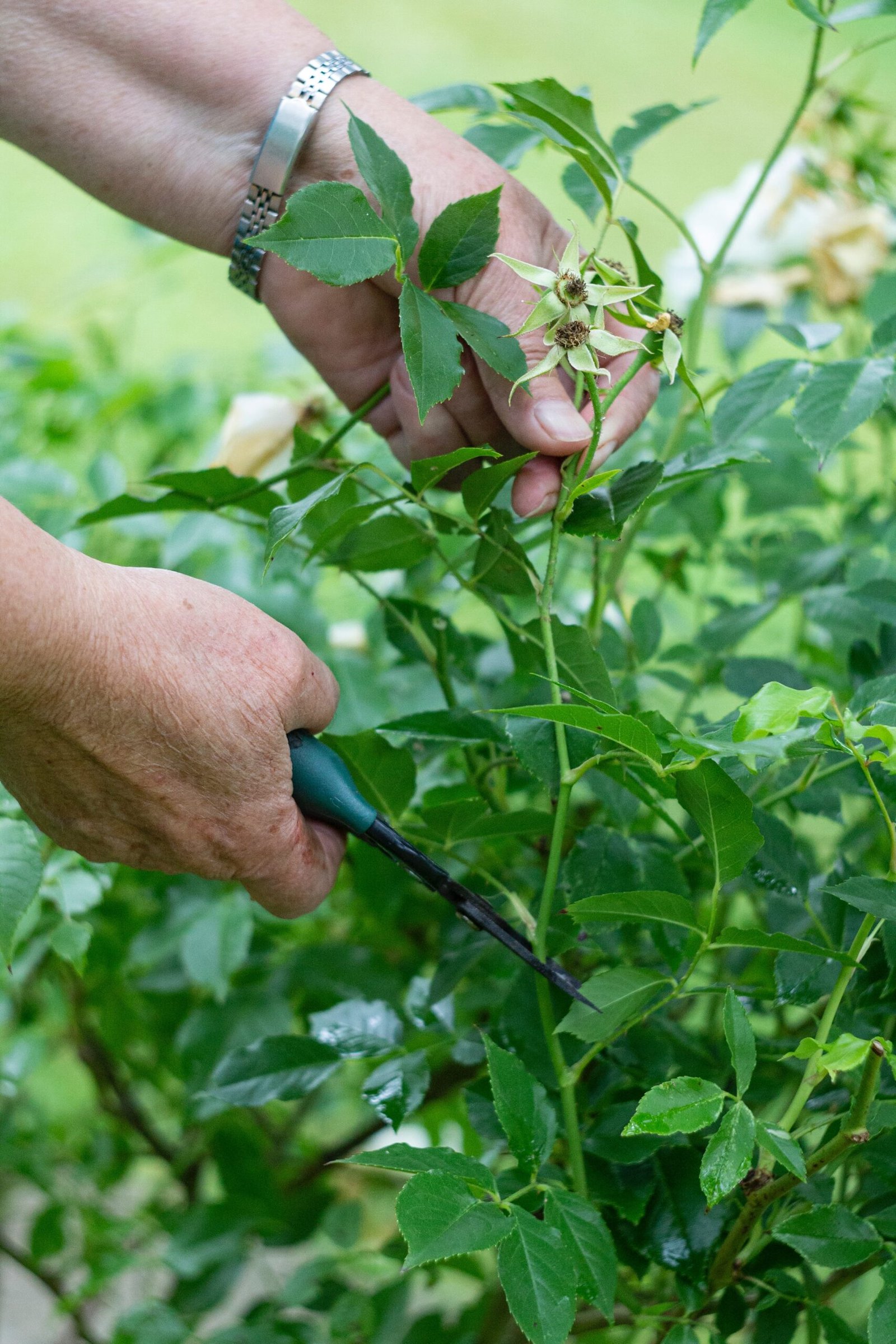 a person cutting a plant with a pair of scissors